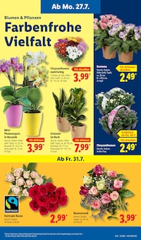 Blumen im Lidl Prospekt "LIDL LOHNT SICH" mit 69 Seiten (Düsseldorf)