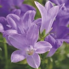 Campanule des murs en promo chez Botanic Campanule des murs dans le catalogue Botanic