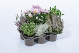Herbstpflanzenmix Angebote bei Lidl Neunkirchen für 5,99 €