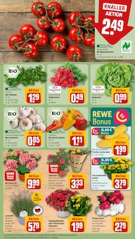 Pflanzen im REWE Prospekt "Dein Markt" mit 18 Seiten (Bielefeld)