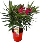Oleander von  im aktuellen REWE Prospekt für 8,88 €