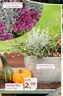 Garten-Center Nordharz GmbH & Co. KG - Herbst-Mix Angebot im Prospekt Herbst-Mix bei Garten-Center Nordharz GmbH & Co. KG im Prospekt "" für 2,99 €