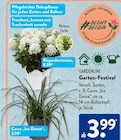 Aktuelle Hortensie Angebote bei ALDI SÜD in Duisburg Aktuelles Rispenhortensie Angebot bei ALDI SÜD in Duisburg ab 3,99 €