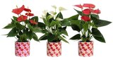 Anthurium à Carrefour dans Ruffey-lès-Echirey Anthurium à Carrefour dans Ruffey-lès-Echirey