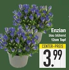 Enzian im EDEKA Prospekt Enzian im aktuellen EDEKA Prospekt für 3,99 €