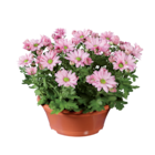 Chrysanthemenschale im Lidl Prospekt Chrysanthemenschale von im aktuellen Lidl Prospekt für 3,49 €