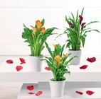 Calla en promo chez Norma Nancy à 5,99 €