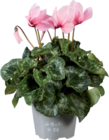 Grand Cyclamen en promo chez Lidl Dunkerque à 4,49 €