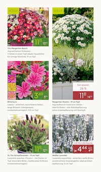 Lavendel im Pflanzen Kölle Prospekt "BLÜHENDE OSTERZEIT" mit 14 Seiten (Nürnberg)