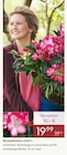 Rhododendron »XXL« Angebote bei Pflanzen Kölle Hamburg für 19,99 €