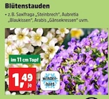 Blütenstauden im aktuellen Thomas Philipps Prospekt