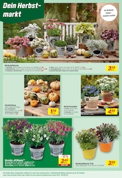 Sträucher Angebot & Preis im aktuellen toom Baumarkt Prospekt Sträucher Angebot im aktuellen toom Baumarkt Prospekt auf Seite 8