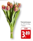 Herbsttulpen Angebote bei EDEKA Mannheim für 3,49 €