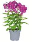 Aktuelle Pflanzen Angebote bei toom Baumarkt in Cottbus Aktuelles Phlox Angebot bei toom Baumarkt in Cottbus ab 4,99 €
