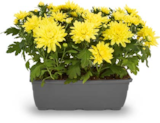 Aktuelle Pflanzen Angebote bei Netto Marken-Discount in Mönchengladbach Aktuelles Chrysanthemen Angebot bei Netto Marken-Discount in Mönchengladbach ab 5,99 €