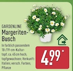 Margeriten-Busch von Gardenline für 4,99 € bei ALDI Nord im Angebot Margeriten-Busch von Gardenline im aktuellen ALDI Nord Prospekt