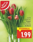 Tulpen von Gut & Günstig im aktuellen E center Prospekt