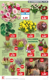 Blumen im Kaufland Prospekt in Weimar Aktueller Kaufland Prospekt mit Blumen, "Hier bin ich richtig", Seite 39