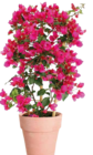 Drillingsblume am Spalier (Bougainvillea glabra) von Kölle's Beste! für 17,77 € bei Pflanzen Kölle im Angebot Drillingsblume am Spalier (Bougainvillea glabra) von Kölle's Beste! im aktuellen Pflanzen Kölle Prospekt