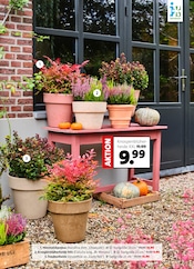 Ähnliche Poolzubehör Angebote im Prospekt "Herbst in voller Blüte" von Moubis Pflanzenhof in Münster Ähnliche Angebote wie Poolzubehör im Prospekt "Herbst in voller Blüte" auf Seite 2 von Moubis Pflanzenhof in Münster