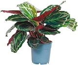 Calathea  im aktuellen Netto mit dem Scottie Prospekt für 5,49 €
