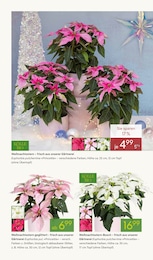 Pflanzen im Pflanzen Kölle Prospekt Pflanzen im Pflanzen Kölle Prospekt "WINTERZAUBER ERLEBEN" auf Seite 2