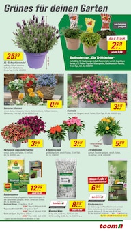 Blumen im toom Baumarkt Prospekt "Respekt, wer's selber macht." mit 32 Seiten (Reutlingen)