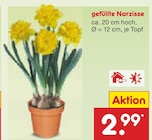Aktuelle Narzissen Angebote bei Netto Marken-Discount in Essen Aktuelles gefüllte Narzisse Angebot bei Netto Marken-Discount in Essen ab 2,99 €