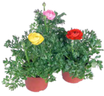 Ranunkel bei ZG Raiffeisen im Pfullendorf Prospekt für 2,99 €