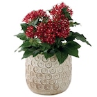 Cache-pot "Antica" ECLOZ - ECLOZ à 9,99 € dans le catalogue Jardiland