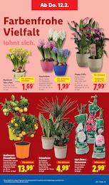 Blumen im Lidl Prospekt LIDL LOHNT SICH auf S. 11