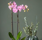 Zimmerpflanzen im Pflanzen Kölle Prospekt Schmetterlingsorchidee von Kölle im aktuellen Pflanzen Kölle Prospekt für 9,99 €