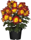 Chrysanthemen für 2,99 € bei Globus-Baumarkt im Angebot Chrysanthemen im aktuellen Globus-Baumarkt Prospekt