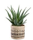 Aloé arborescent en pot égyptien en promo chez Lidl Metz à 7,49 €