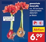 Aktuelles Gewachste Amaryllis Angebot bei Netto Marken-Discount in Ludwigshafen (Rhein) ab 6,99 €