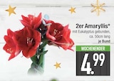 2er Amaryllis im EDEKA Prospekt 2er Amaryllis von im aktuellen EDEKA Prospekt für 4,99 €