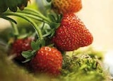 Erdbeerpflanzen von Le Jardin Gourmand im aktuellen Globus-Baumarkt Prospekt