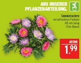 Sommerastern im Angebot bei Marktkauf in Schwabach Sommerastern Angebote bei Marktkauf Schwabach für 1,99 €