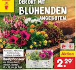 Beetpflanzen Angebote bei Netto Marken-Discount Garbsen für 2,29 €