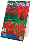 Blumenzwiebeln Angebote bei Netto mit dem Scottie Greifswald für 3,99 €