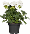 Aktuelles Geranien Angebot bei Hagebaumarkt in Mülheim (Ruhr) ab 1,49 €