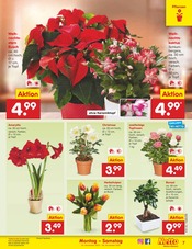 Stauden im Netto Marken-Discount Prospekt in Bocholt Aktueller Netto Marken-Discount Prospekt mit Stauden, "Aktuelle Angebote", Seite 7