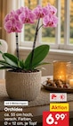 Orchidee bei Netto Marken-Discount im Prospekt "" für 6,99 €