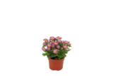 Promo Chrysantheme swifty à 2,49 € dans le catalogue Gamm vert à Avesnes-sur-Helpe