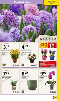 Promo Orchidée dans le catalogue Lidl du moment à la page 31