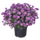 Aster dumosus - Lidl à Toulon Aster dumosus en promo chez Lidl Toulon à 3,99 €