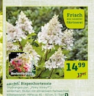 Rispenhortensie Angebote von Kölle´s Beste! bei Pflanzen Kölle Böblingen für 14,99 €