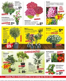 Blumen im Repo Prospekt "Aktuelle Angebote" mit 16 Seiten (Cottbus)