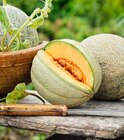 Melon à Point Vert dans Tajan