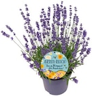 Lavendel Angebote bei REWE Detmold für 2,29 €